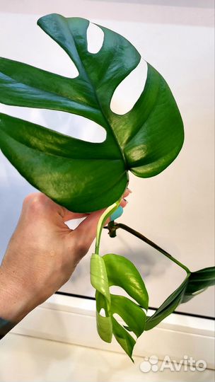 Монстера минима