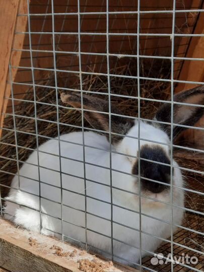 Калифорнийские кролики