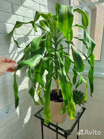 Драцена Массанжеана