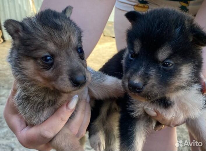 Щенки хаски