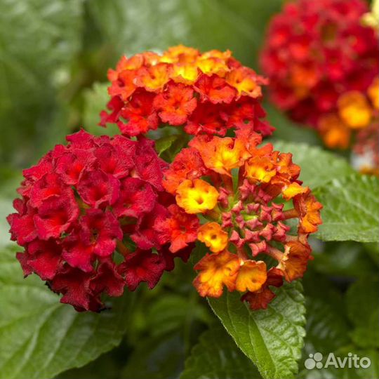 Комнатные цветы Лантана, Фуксия Thalia