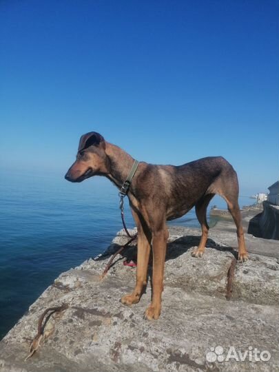 Собака бесплатно