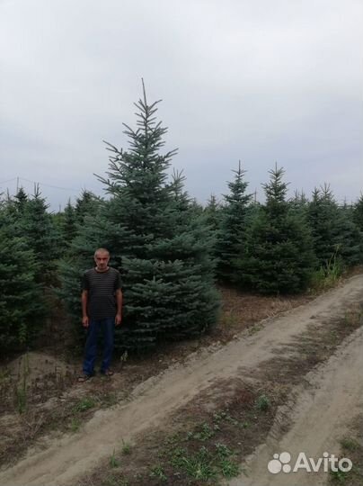 Ель зеленая обыкновенная саженцы, крупномеры