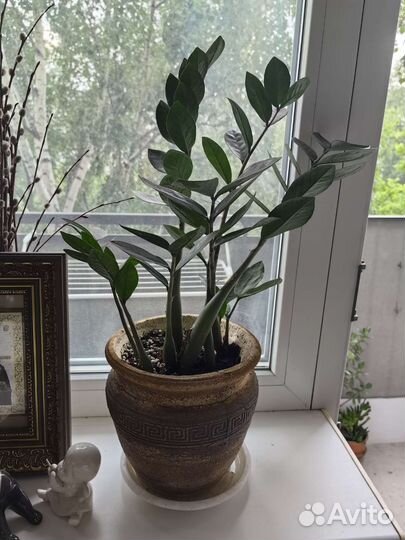 Замиокулькас