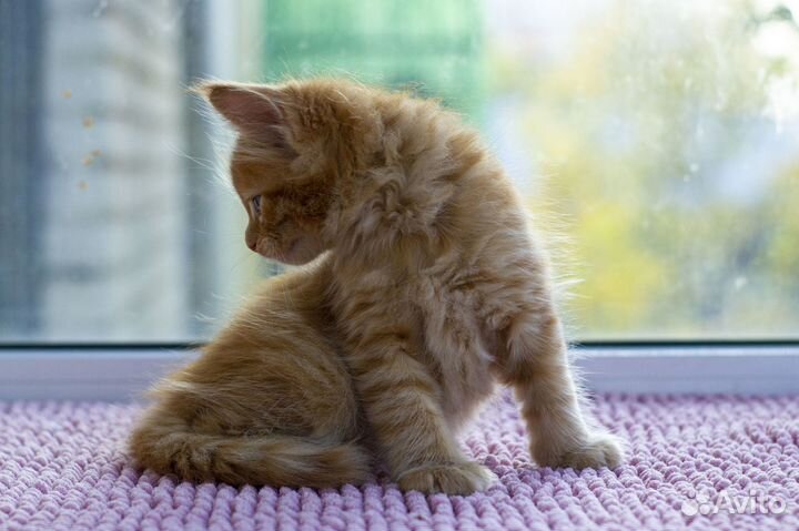 Котята мейн-кун мальчики