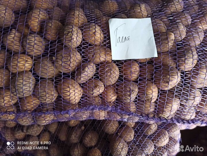 Семенной картофель сорт Галла