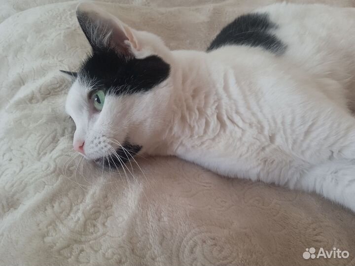 Котосемья ищет новый дом