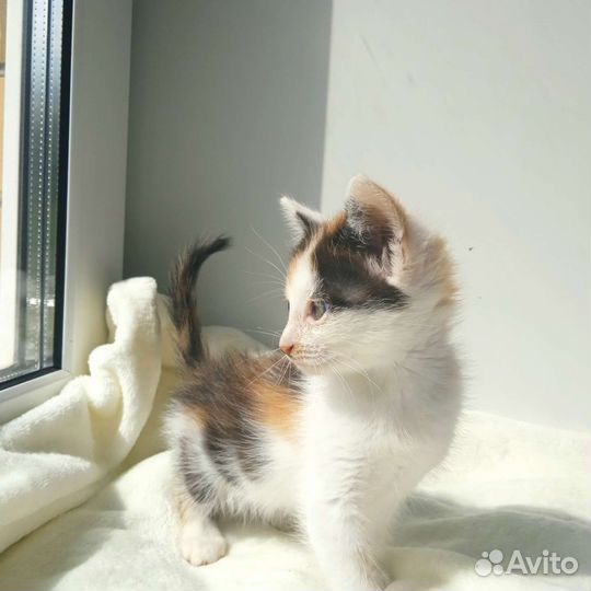 Кошечка, 1,5 месяца, нужно скорее пристроить