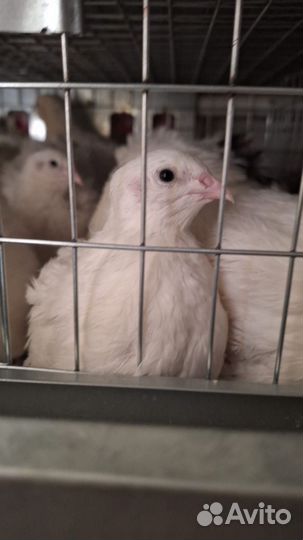 Перепела живые