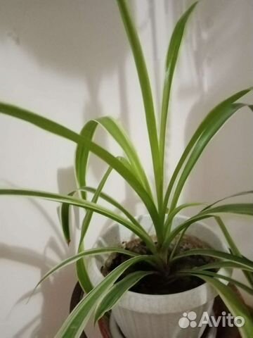 Хлорофитум