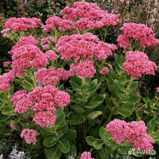 Рассада многолетники, луковичные