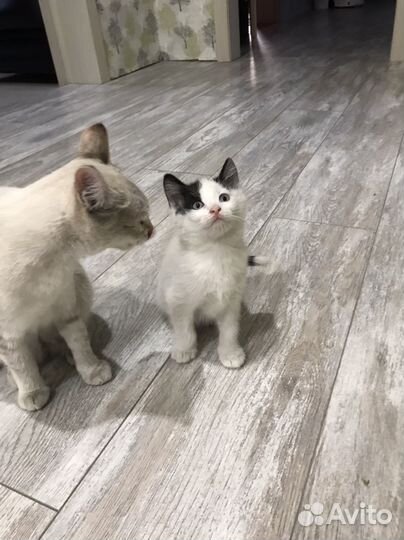Котята в добрые руки