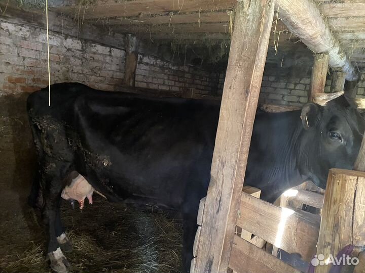 Корова дойная