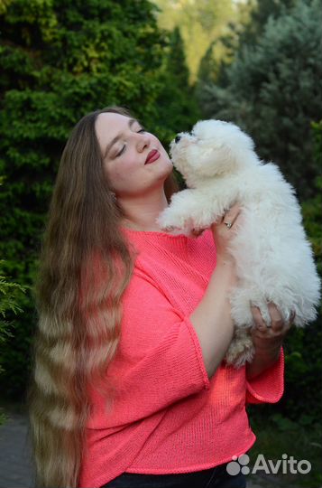 Супер порода Бишон Фризе