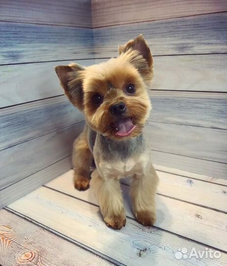 Грумер.Стрижка животных