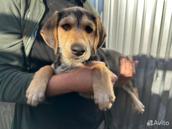 Щенки даром