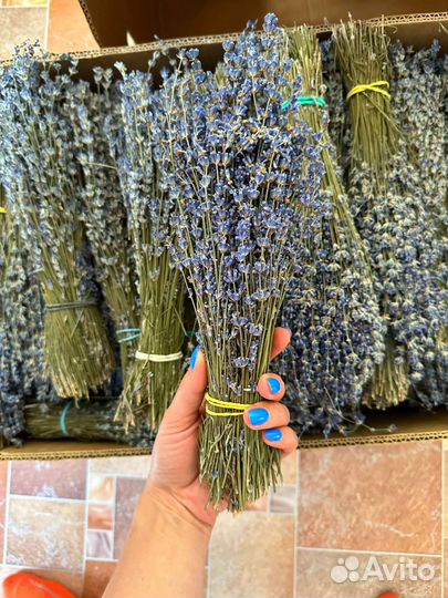 Лаванда сухоцвет