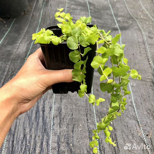 Ампельные, почвопокровные растения