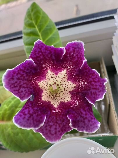 Глоксиния цветущая махровая