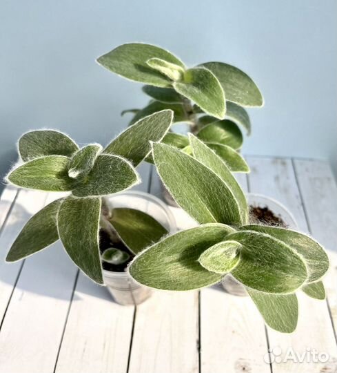 Традесканции сортовые Часть 1 комнатные цветы