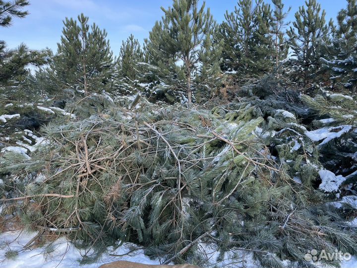 Ветки, бревна сосны