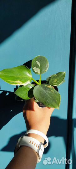 Филодендроны