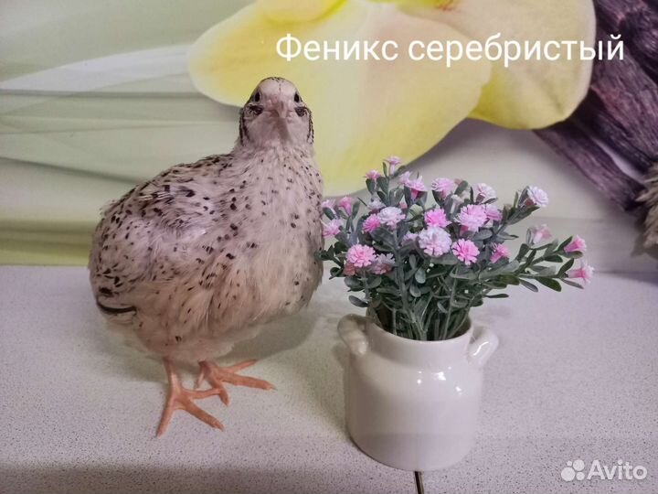 Перепела несушки