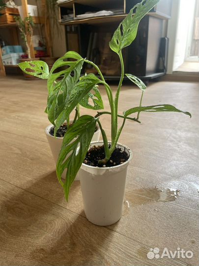 Монстера Адансона