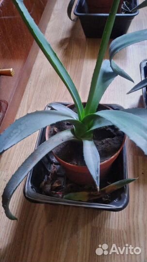 Агава голубая и американская