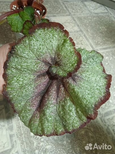 Бегония декоративно лиственная