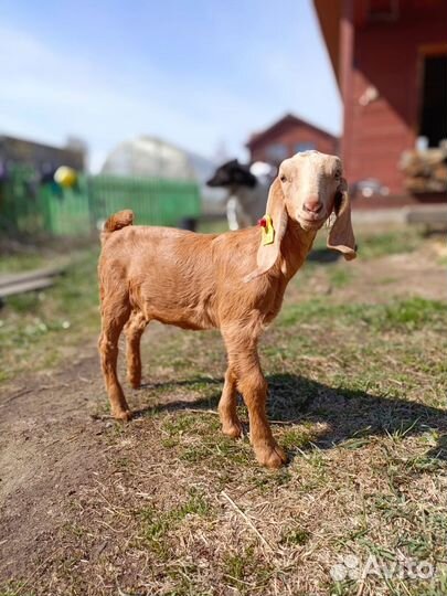 Англо нубийский козлик