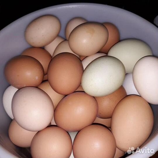 Домашние куриные яйца