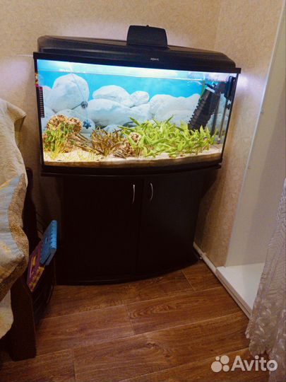 Аквариум 170 литров, отдадим все что на фото