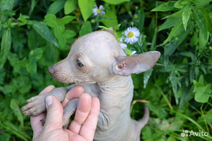 Ксолоитцкуинтли мини и супермини