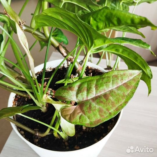 Сингониум конфетти взрослое растение