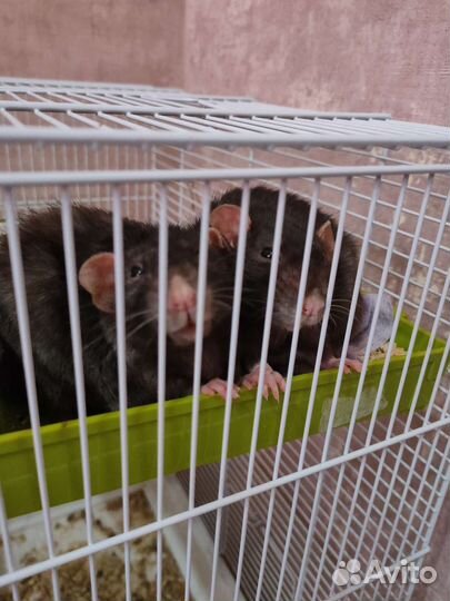 Крысок дамбо отдам