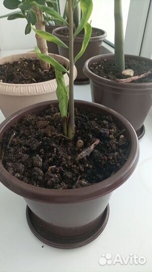 Комнатные домашние растения