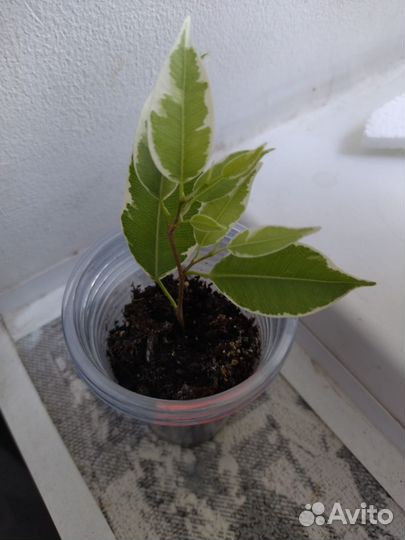 Фикус Нина,букле,ирен