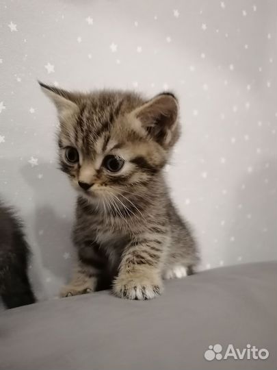 Отдам котенка, мальчик и девочка. В добрые руки