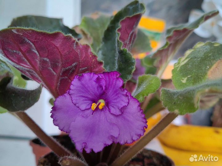 Фиалка в горшках