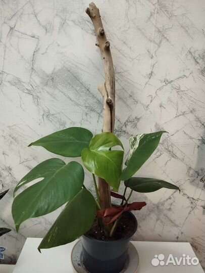 Монстера вариегатная альба