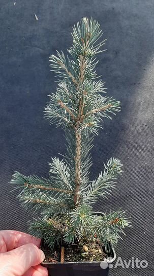 Ель колючая Glauca Arizonica