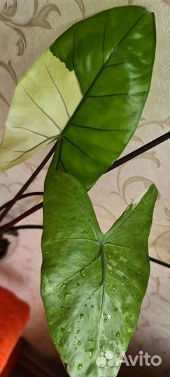 Алоказия Блек Стем вар (клубни)