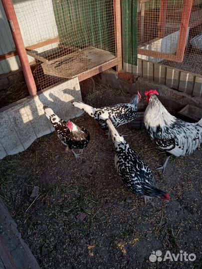 Продам цыплят породы форверк и ливин. ситцевые