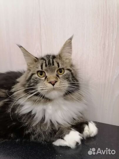 Мейн кун девочка