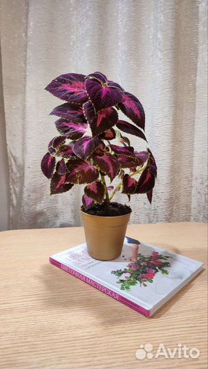 Колеус вегетативный