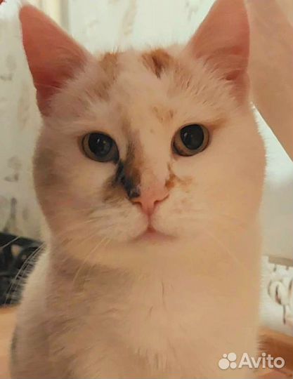 Кошка толстушка