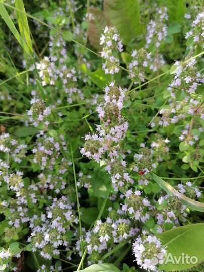 Тимьян ползучий и другие