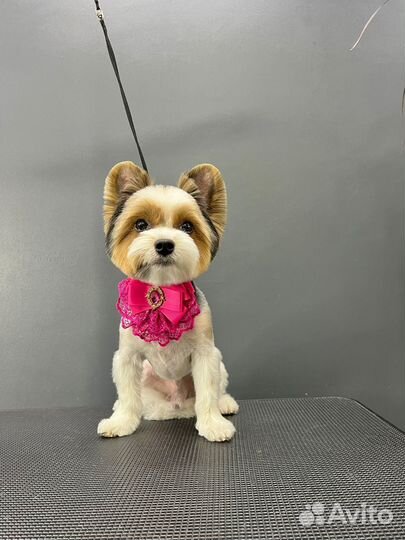 Стрижка собак и кошек