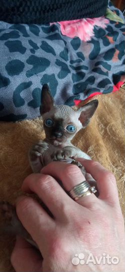 Канадский сфинкс котенок девочка